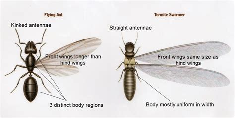 Winged ant vs termite. Things To Know About Winged ant vs termite. 